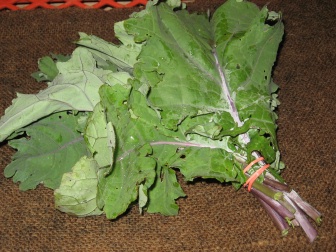 https://www.anchorrunfarm.com/user/40/downloads/u080531_1831_Russian%20Red%20Kale.jpg